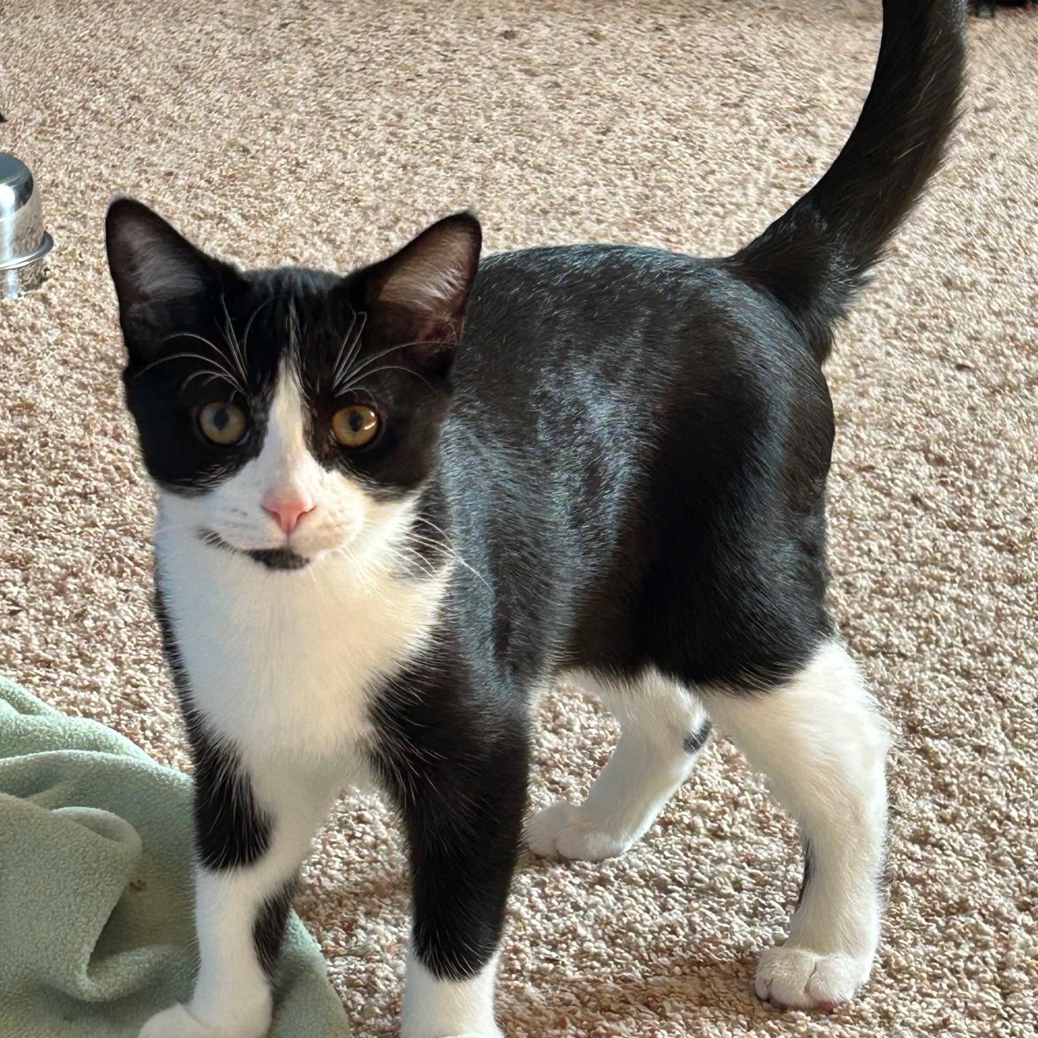 Fiyero, an adoptable Domestic Short Hair in Grove City, OH image 2/4