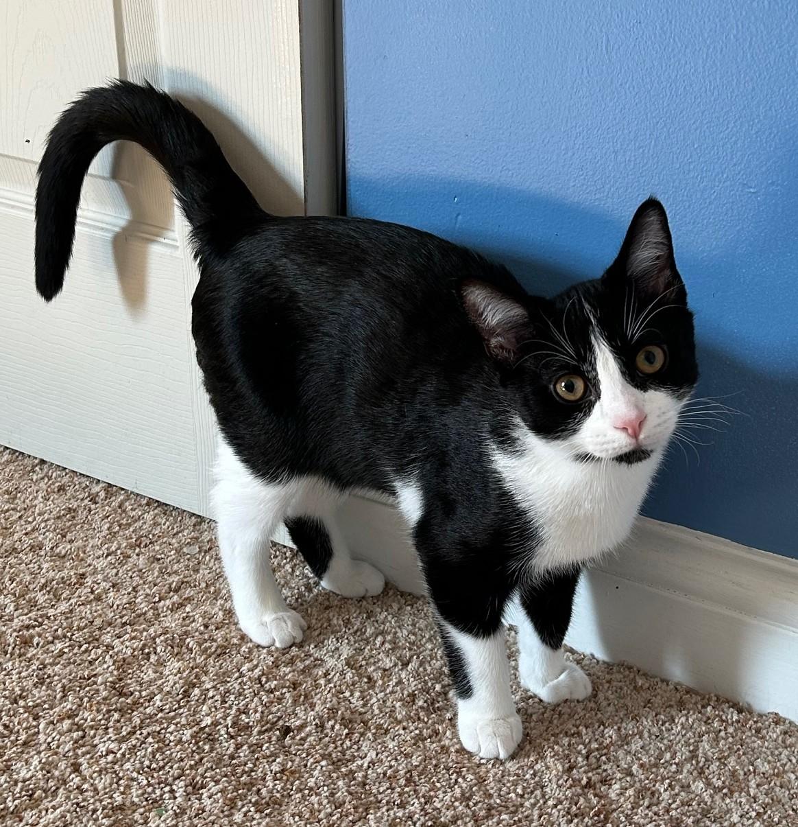 Fiyero, an adoptable Domestic Short Hair in Grove City, OH image 3/4