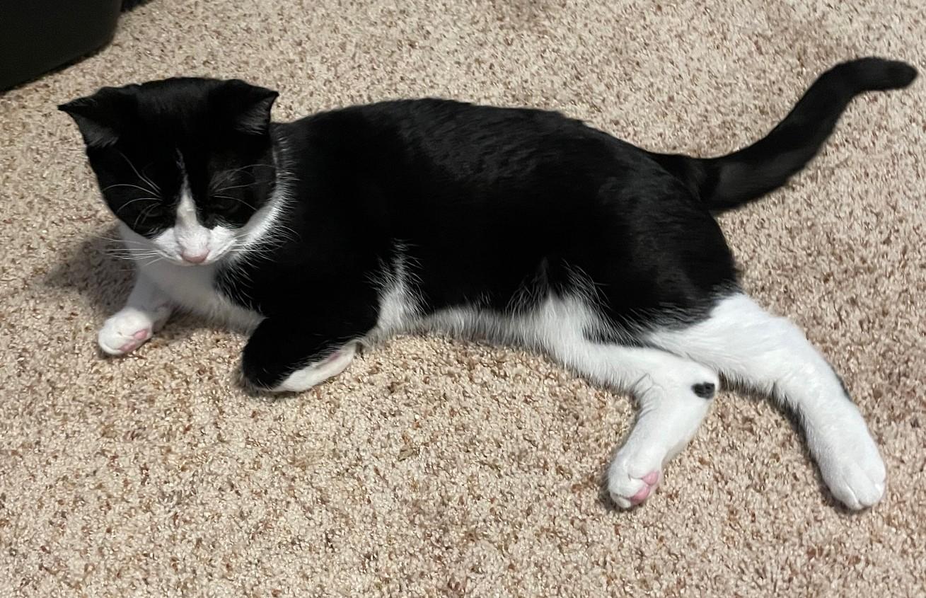 Fiyero, an adoptable Domestic Short Hair in Grove City, OH image 4/4