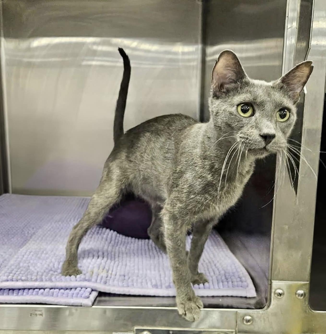 Malosi, an adopted Domestic Short Hair in Greensburg, PA image 4/4