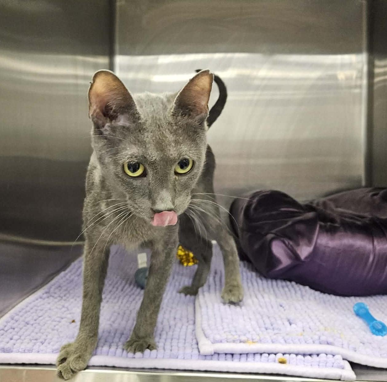 Malosi, an adopted Domestic Short Hair in Greensburg, PA image 2/4