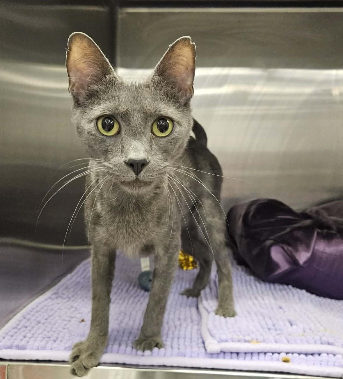Malosi, an adopted Domestic Short Hair in Greensburg, PA image 1/4