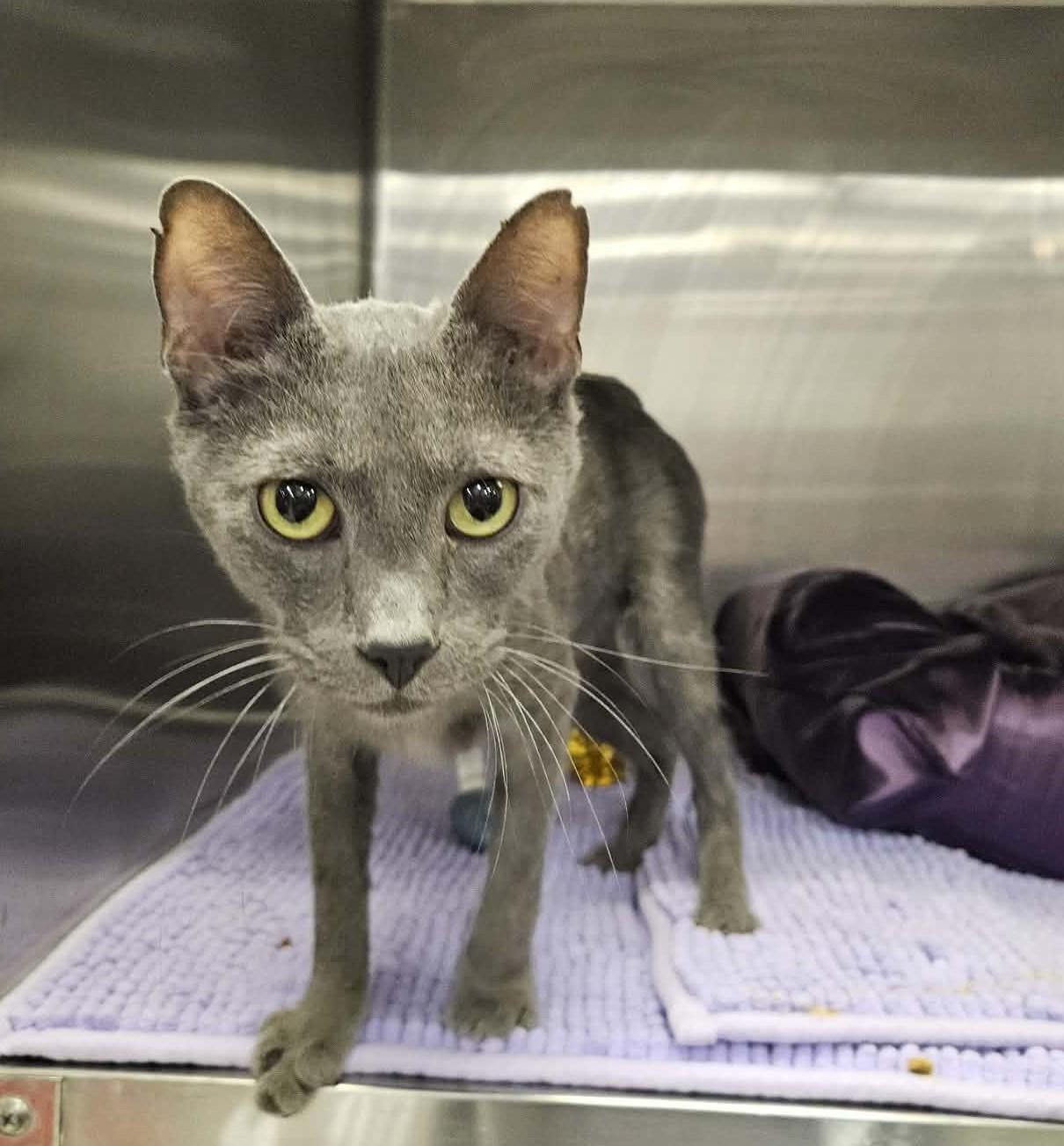 Malosi, an adopted Domestic Short Hair in Greensburg, PA image 3/4