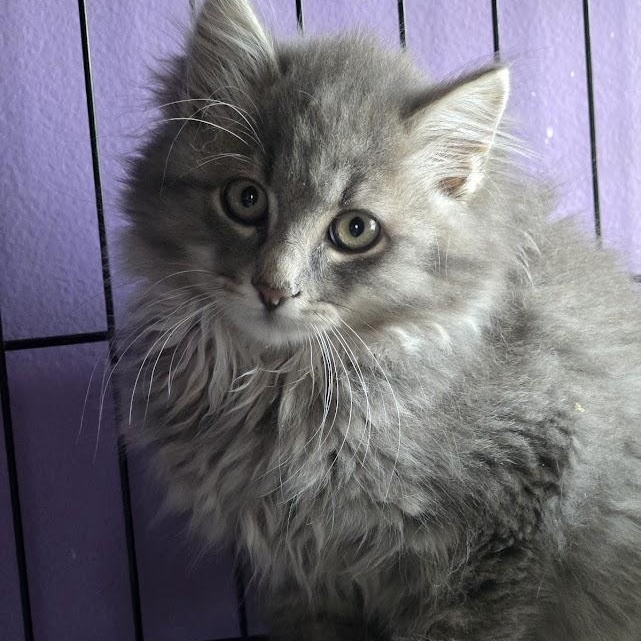 Aristotle, Baby Male Domestic Long Hair