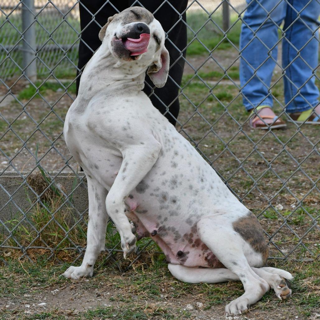Enlarge Nora Jean, a Adoptable Pit Bull Terrier in Beaumont, TX image 1/6