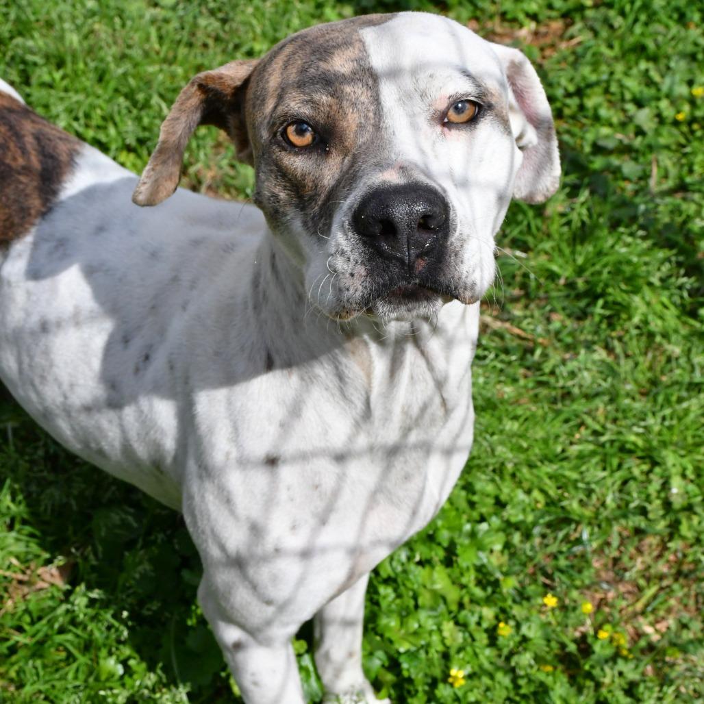 Enlarge Nora Jean, a Adoptable Pit Bull Terrier in Beaumont, TX image 2/6