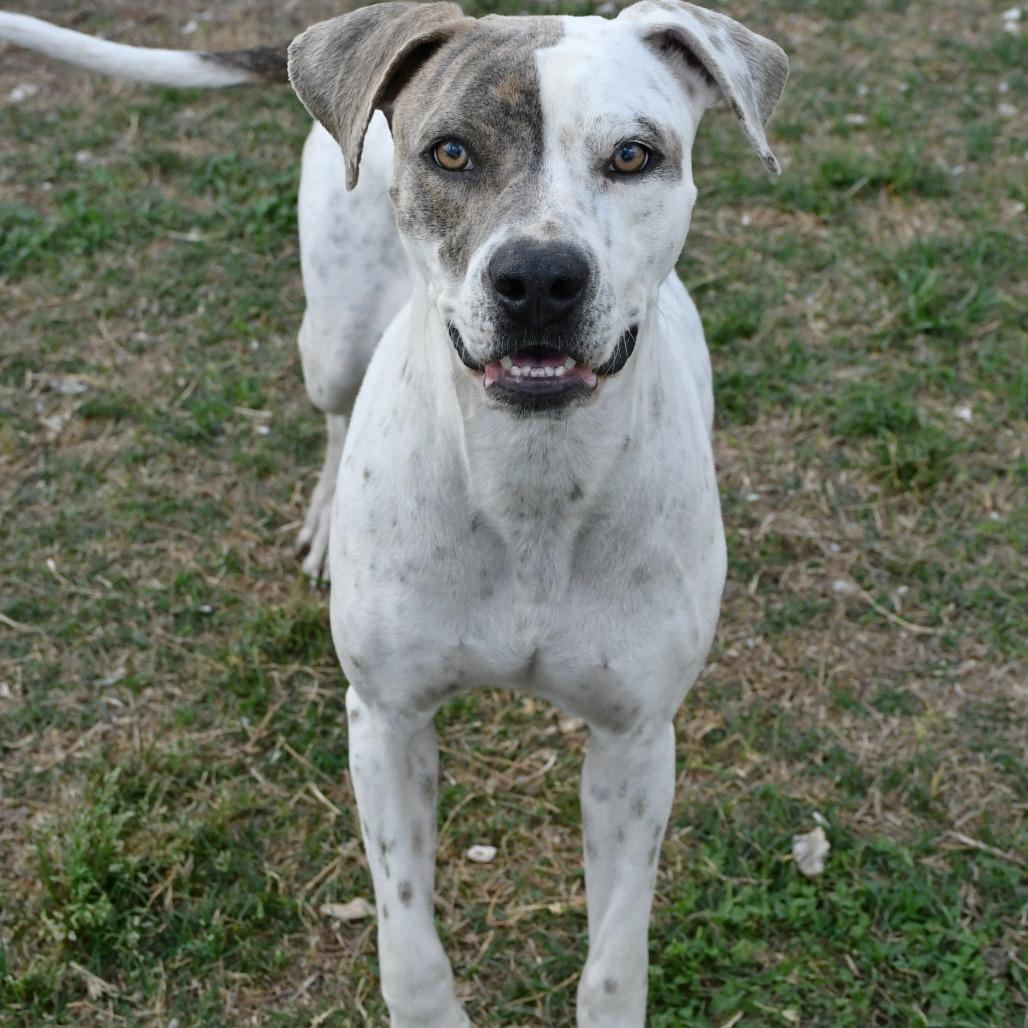 Enlarge Nora Jean, a Adoptable Pit Bull Terrier in Beaumont, TX image 3/6