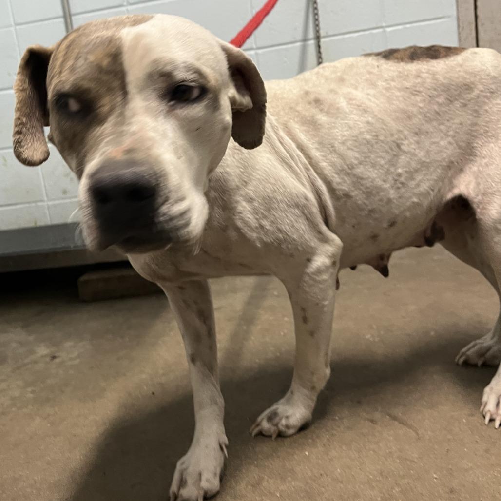 Enlarge Nora Jean, a Adoptable Pit Bull Terrier in Beaumont, TX image 4/6