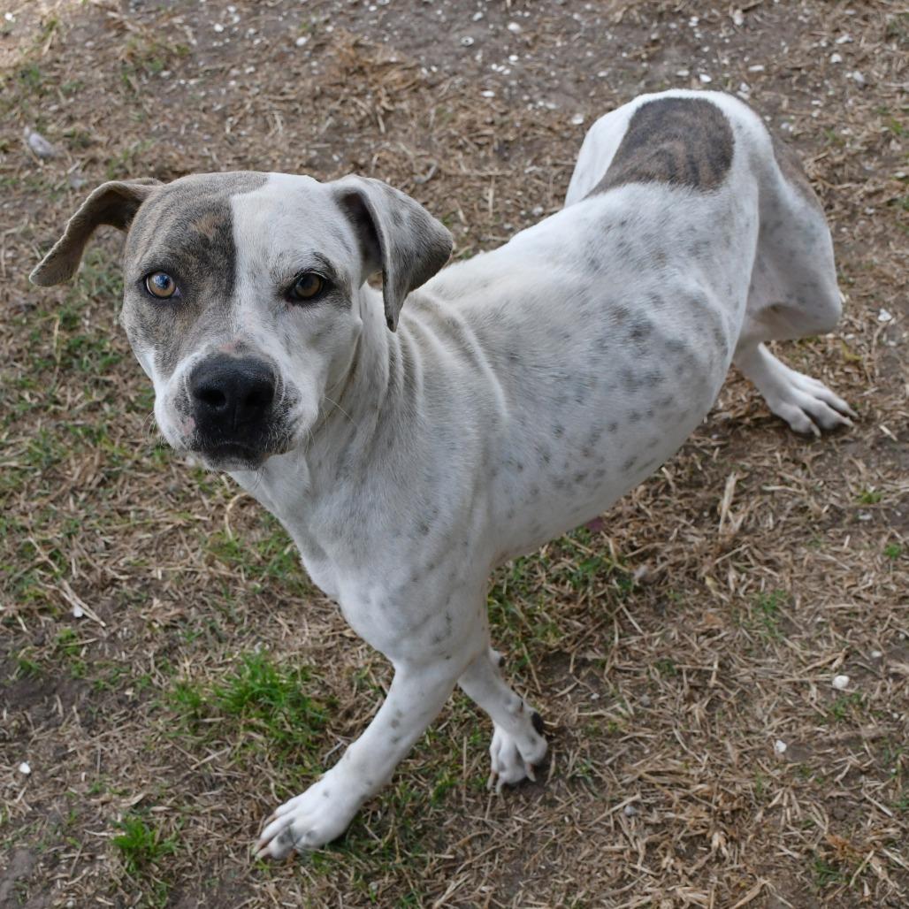 Enlarge Nora Jean, a Adoptable Pit Bull Terrier in Beaumont, TX image 5/6
