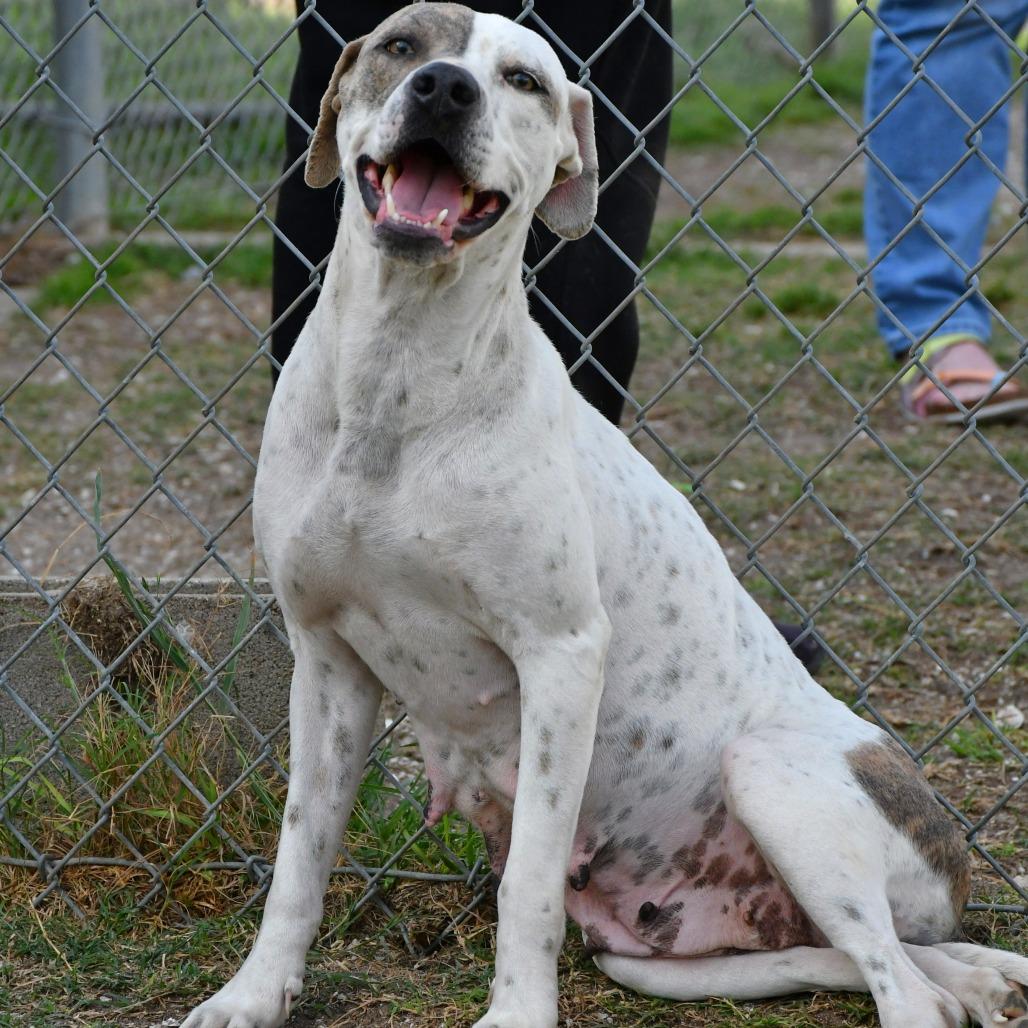 Enlarge Nora Jean, a Adoptable Pit Bull Terrier in Beaumont, TX image 6/6