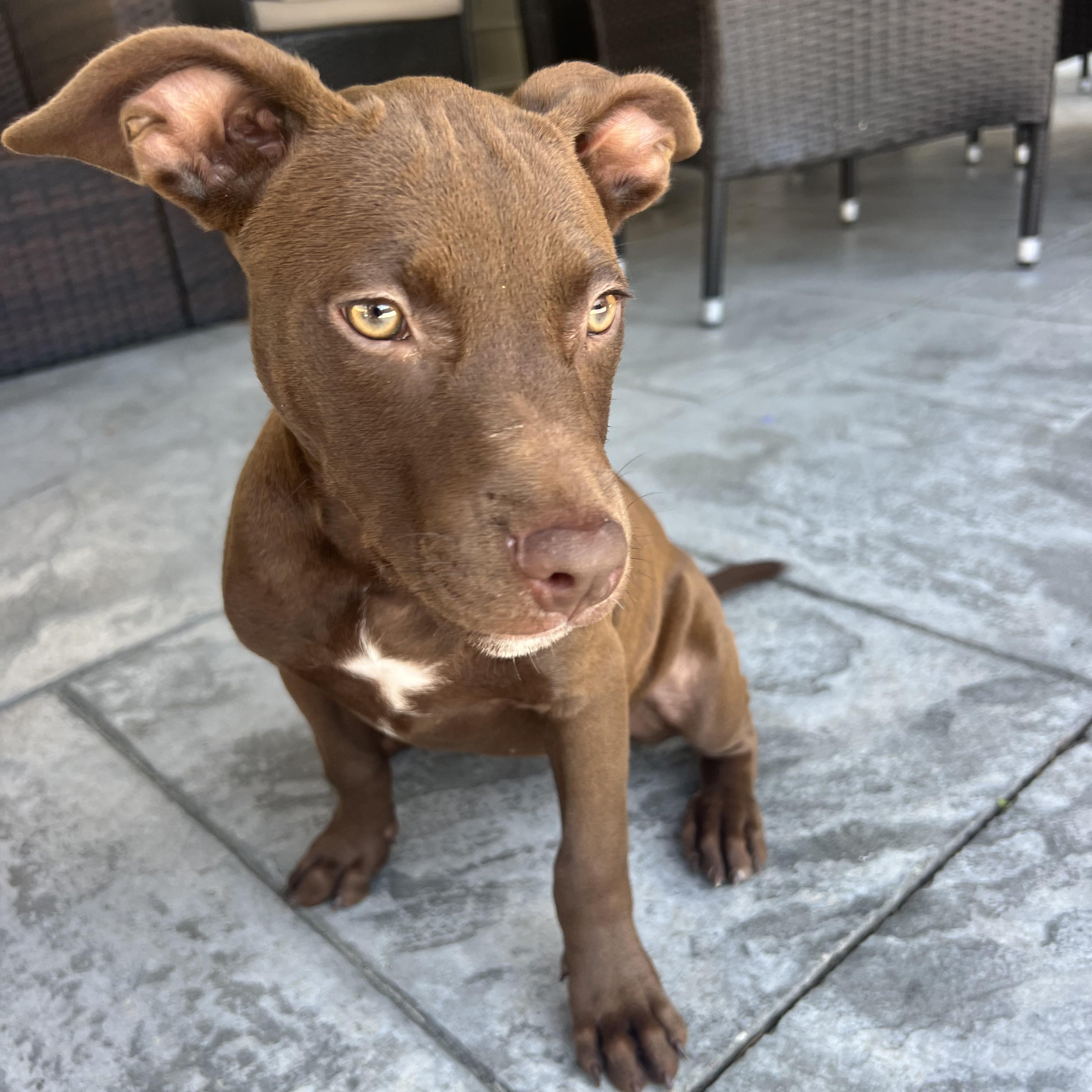 Coco, adopted, Puppy Female Mixed Breed.