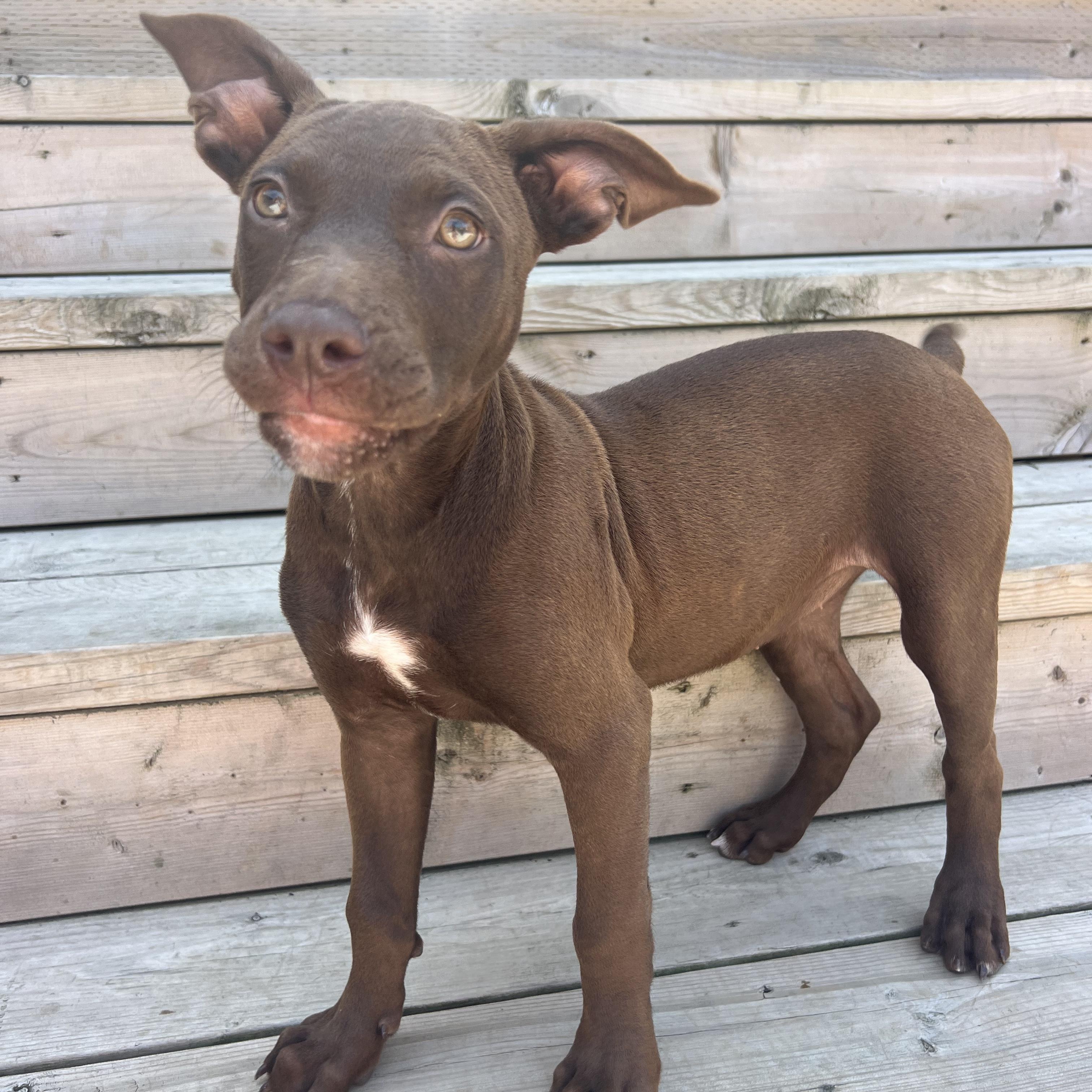 Coco, an adopted Mixed Breed in Thornhill, ON image 5/6