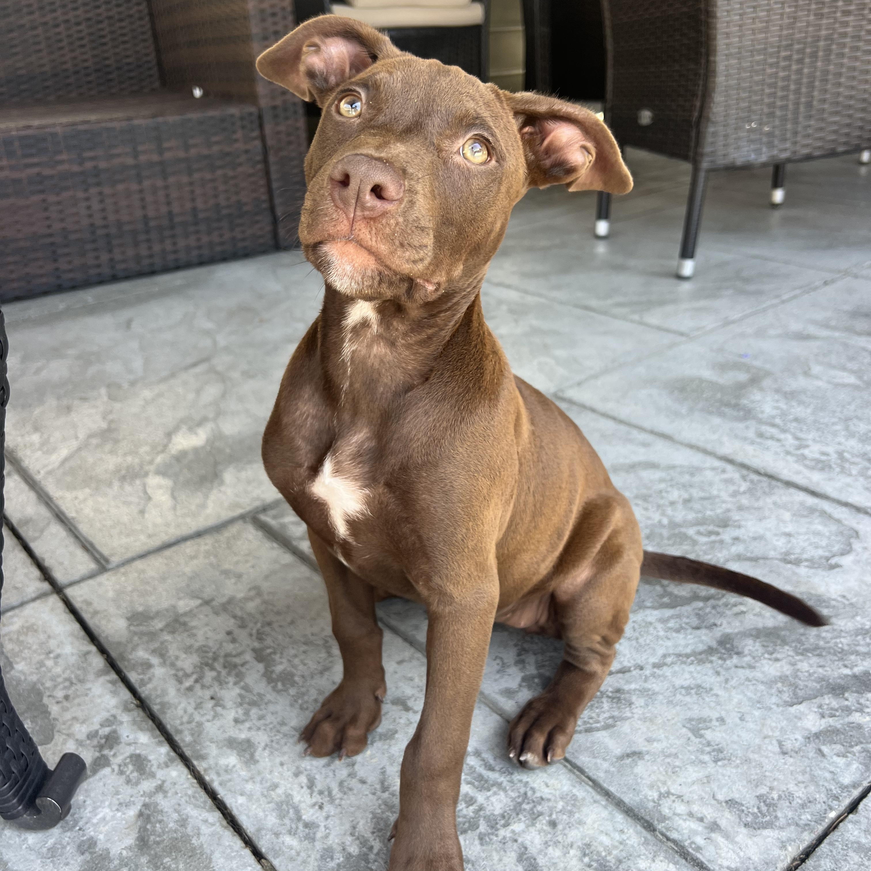 Coco, an adopted Mixed Breed in Thornhill, ON image 2/6