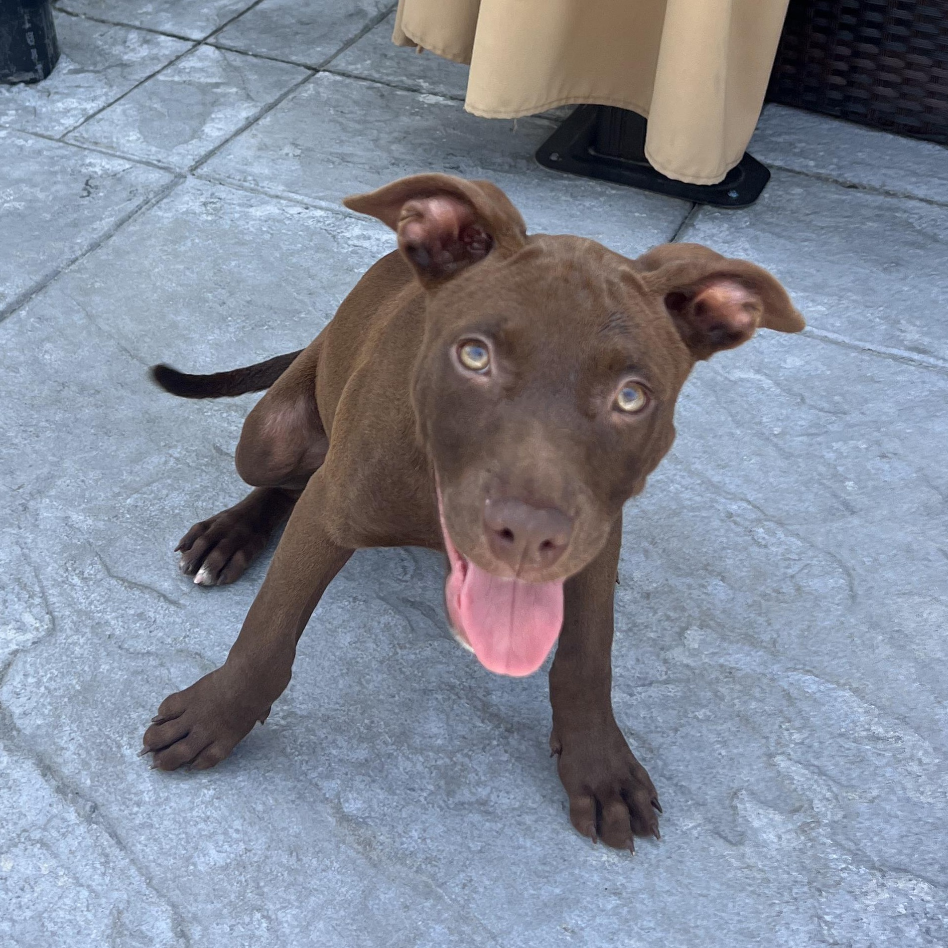 Coco, an adopted Mixed Breed in Thornhill, ON image 4/6