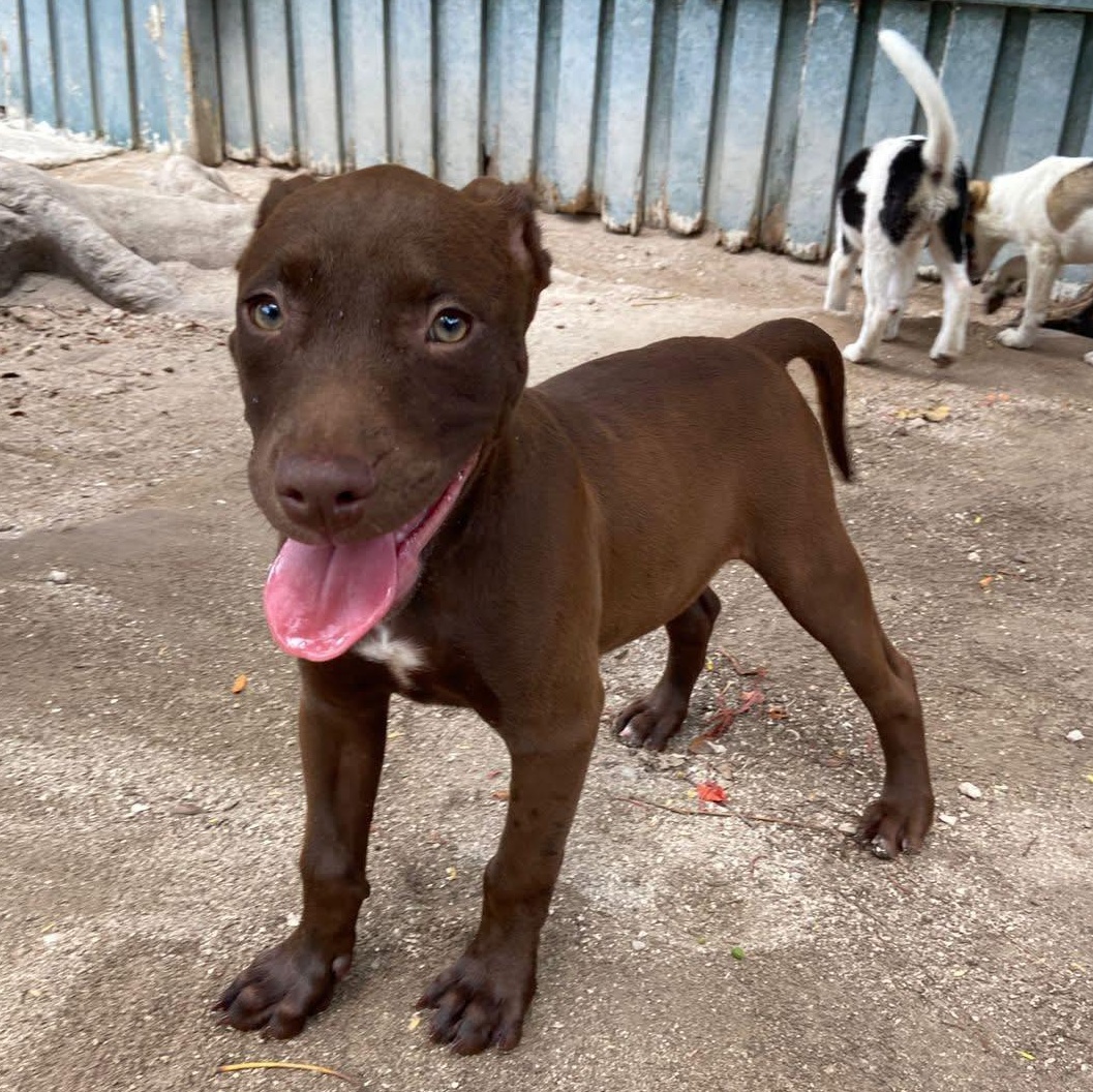 Coco, an adopted Mixed Breed in Thornhill, ON image 3/6