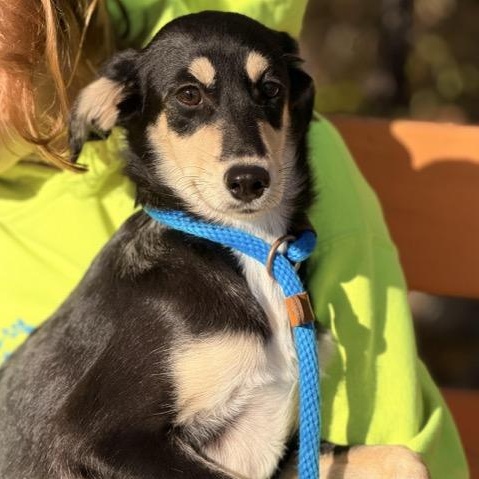 Velma, Adoptable, Puppy Female Beagle & Australian Shepherd.