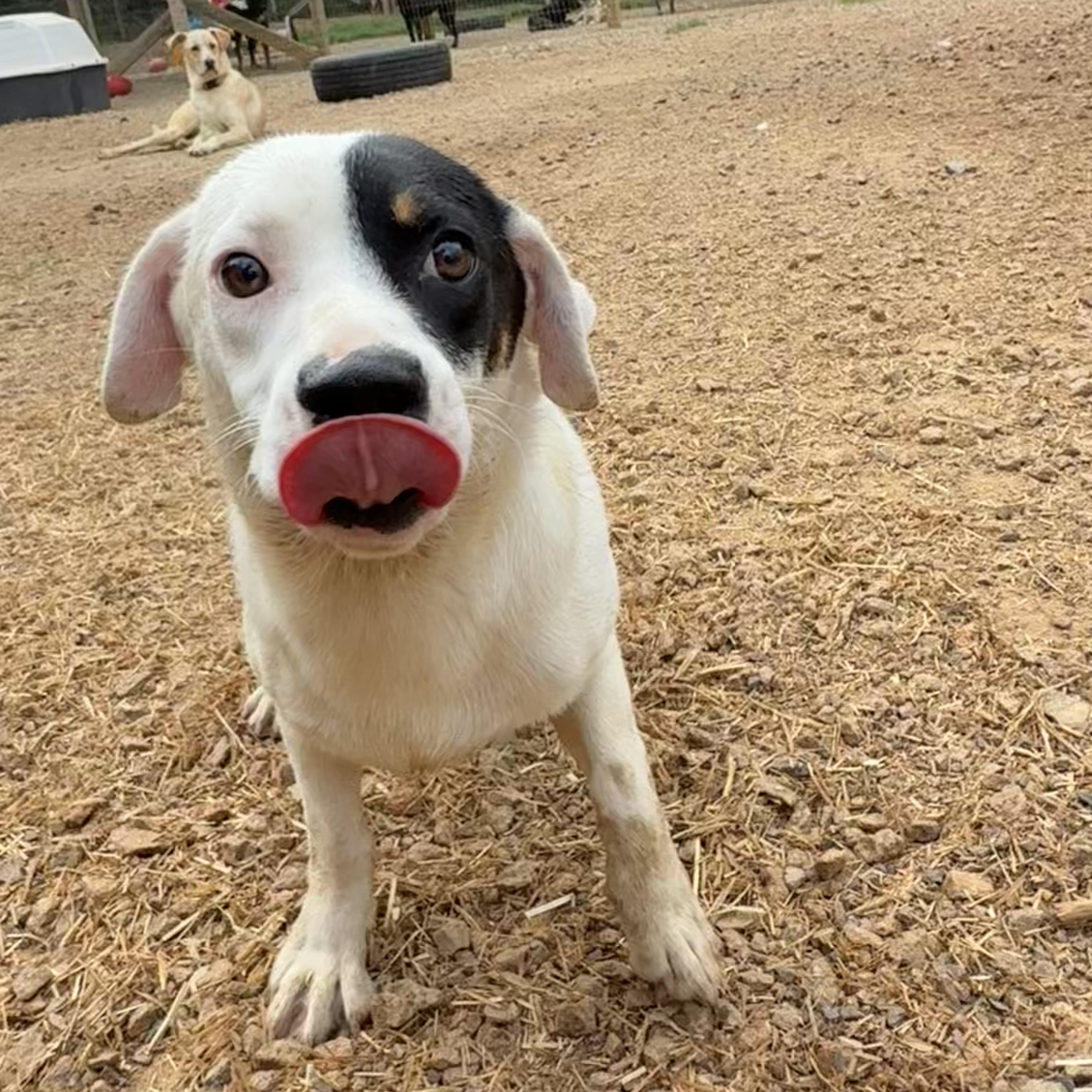 Enlarge Stretch Armstrong, a Adoptable mixed breed in Washington, DC image 3/4