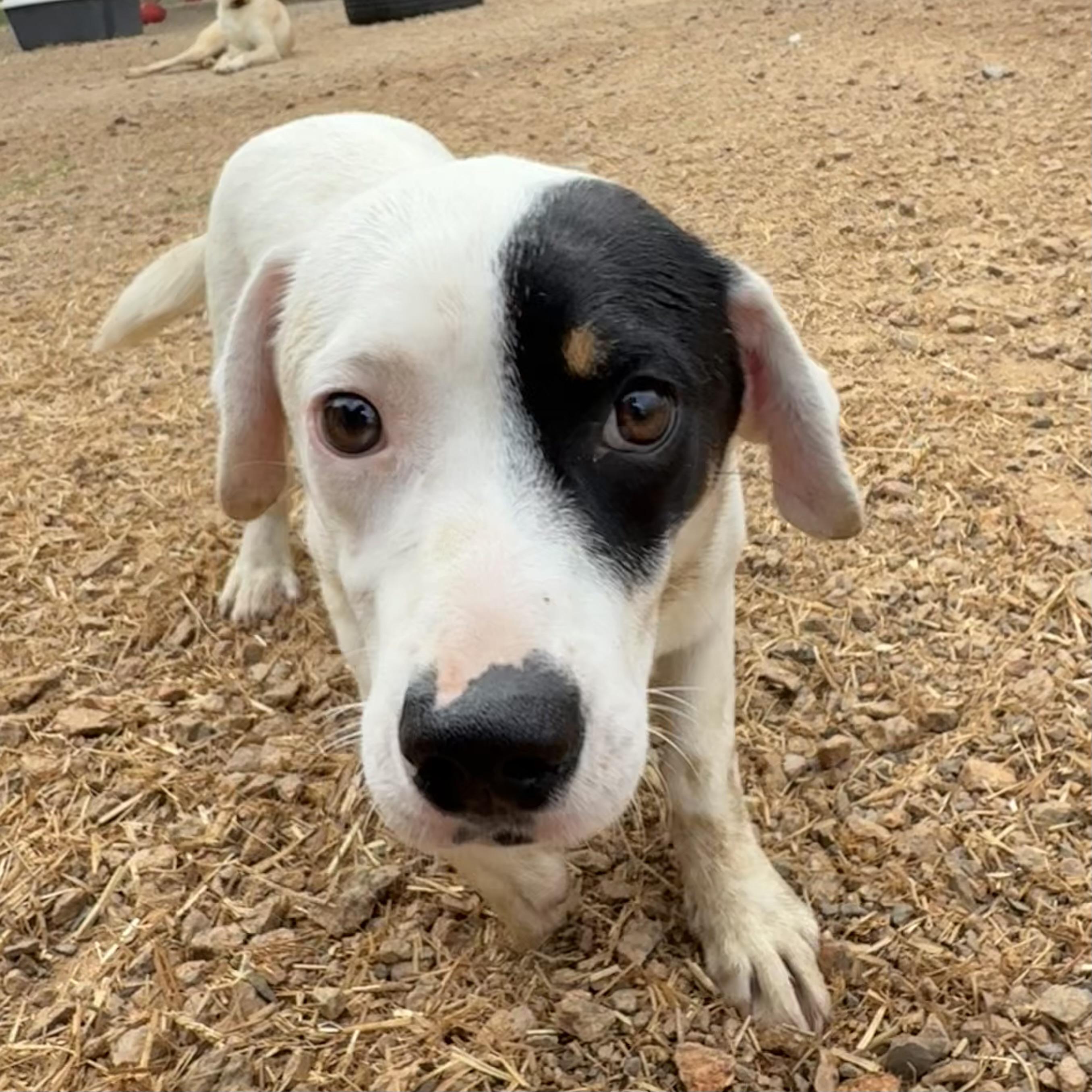 Enlarge Stretch Armstrong, a Adoptable mixed breed in Washington, DC image 1/4