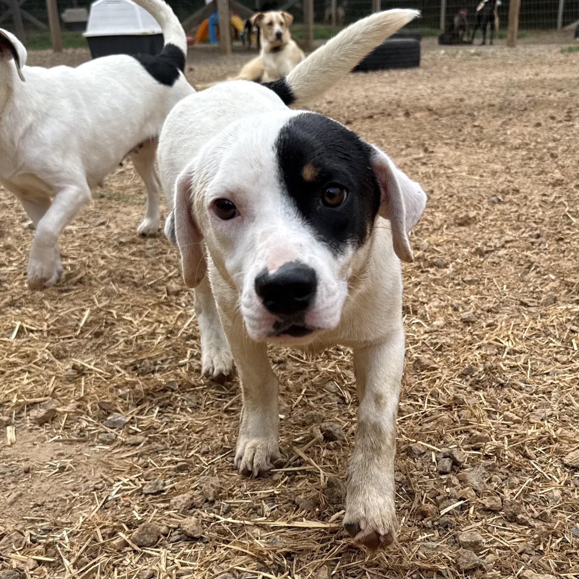 Enlarge Stretch Armstrong, a Adoptable mixed breed in Washington, DC image 4/4