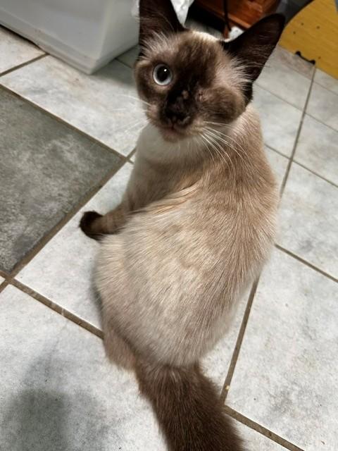 Tassi, adopted, Young Female Balinese & Domestic Long Hair.