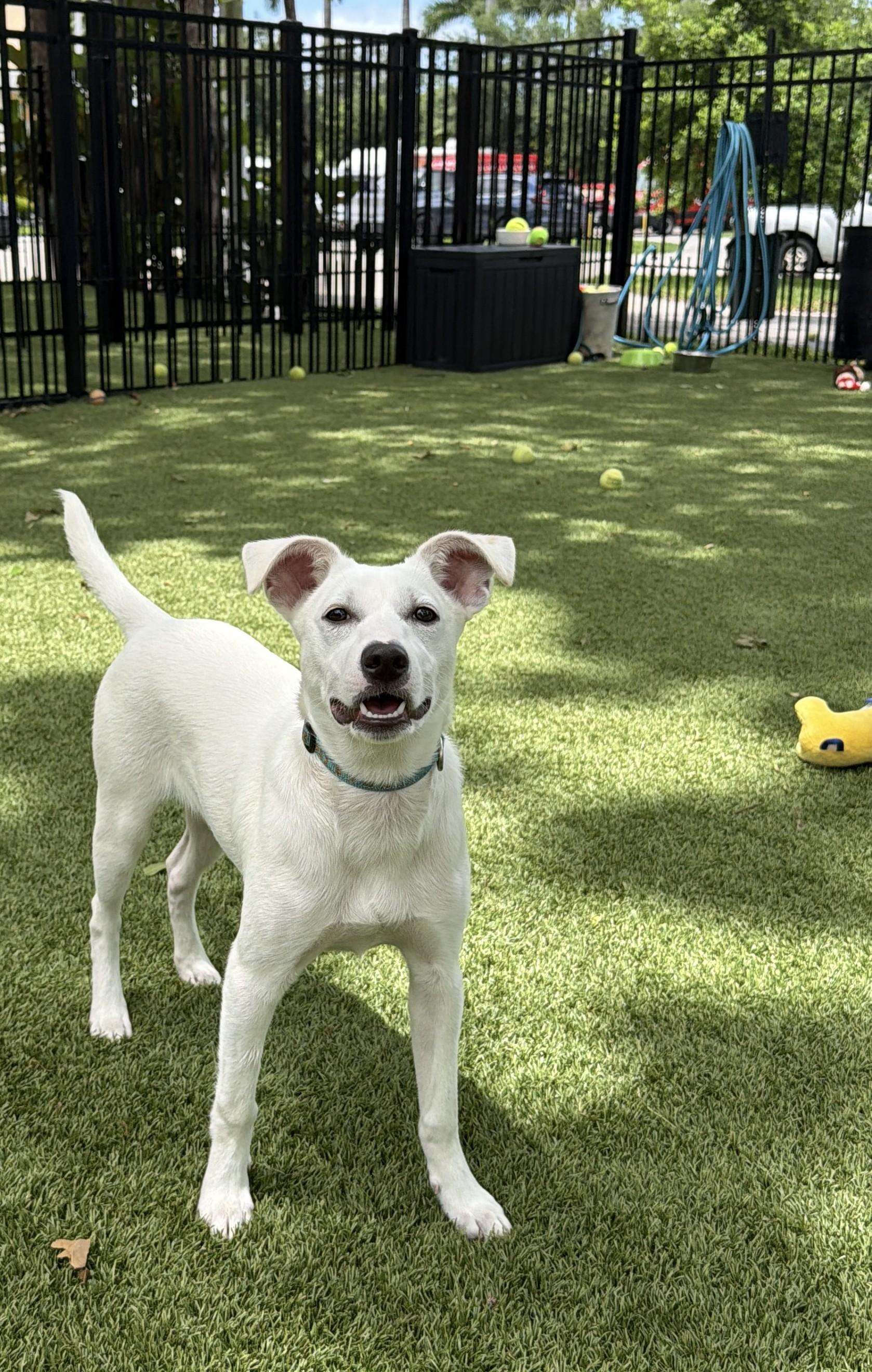 Enlarge Gaspar 9525, a ADOPTABLE mixed breed in Boca Raton, FL image 2/2