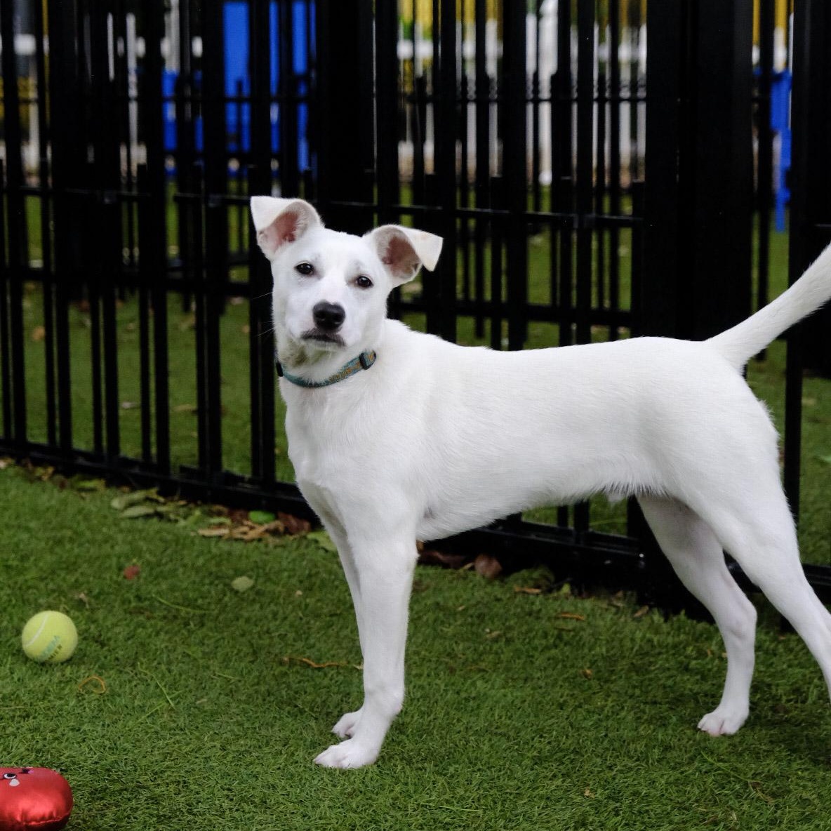 Gaspar 9525, a ADOPTABLE mixed breed in Boca Raton, FL image 1/4