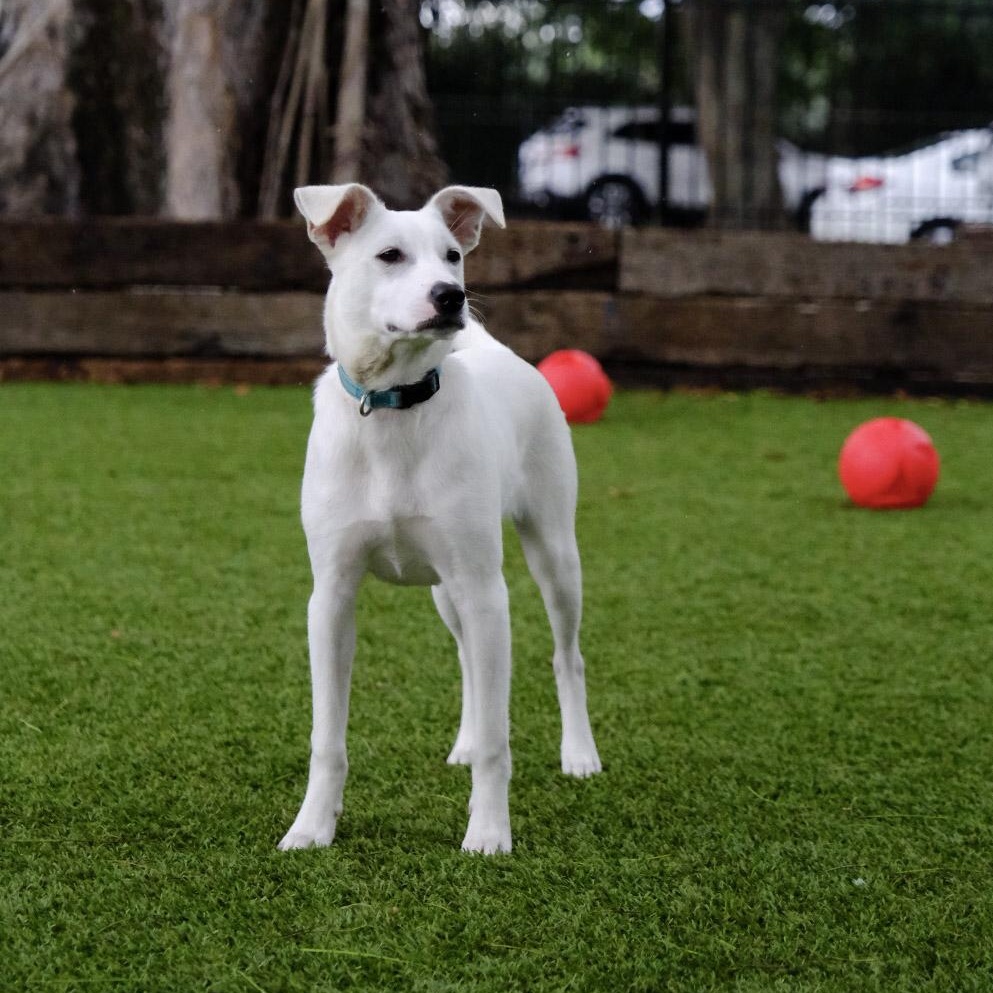 Gaspar 9525, a ADOPTABLE mixed breed in Boca Raton, FL image 2/4