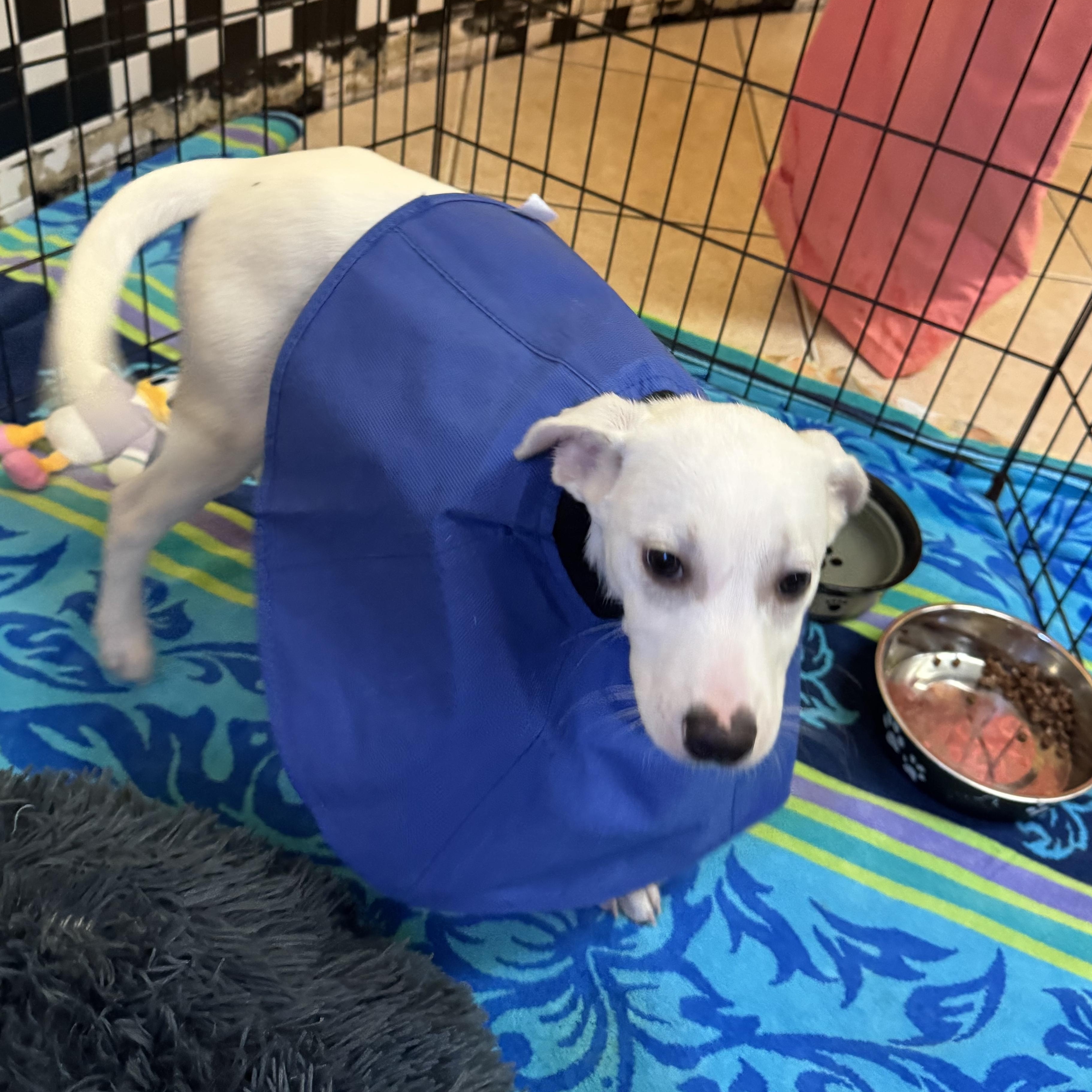 Enlarge Gaspar 9525, a ADOPTABLE Mixed Breed in Boca Raton, FL image 1/1