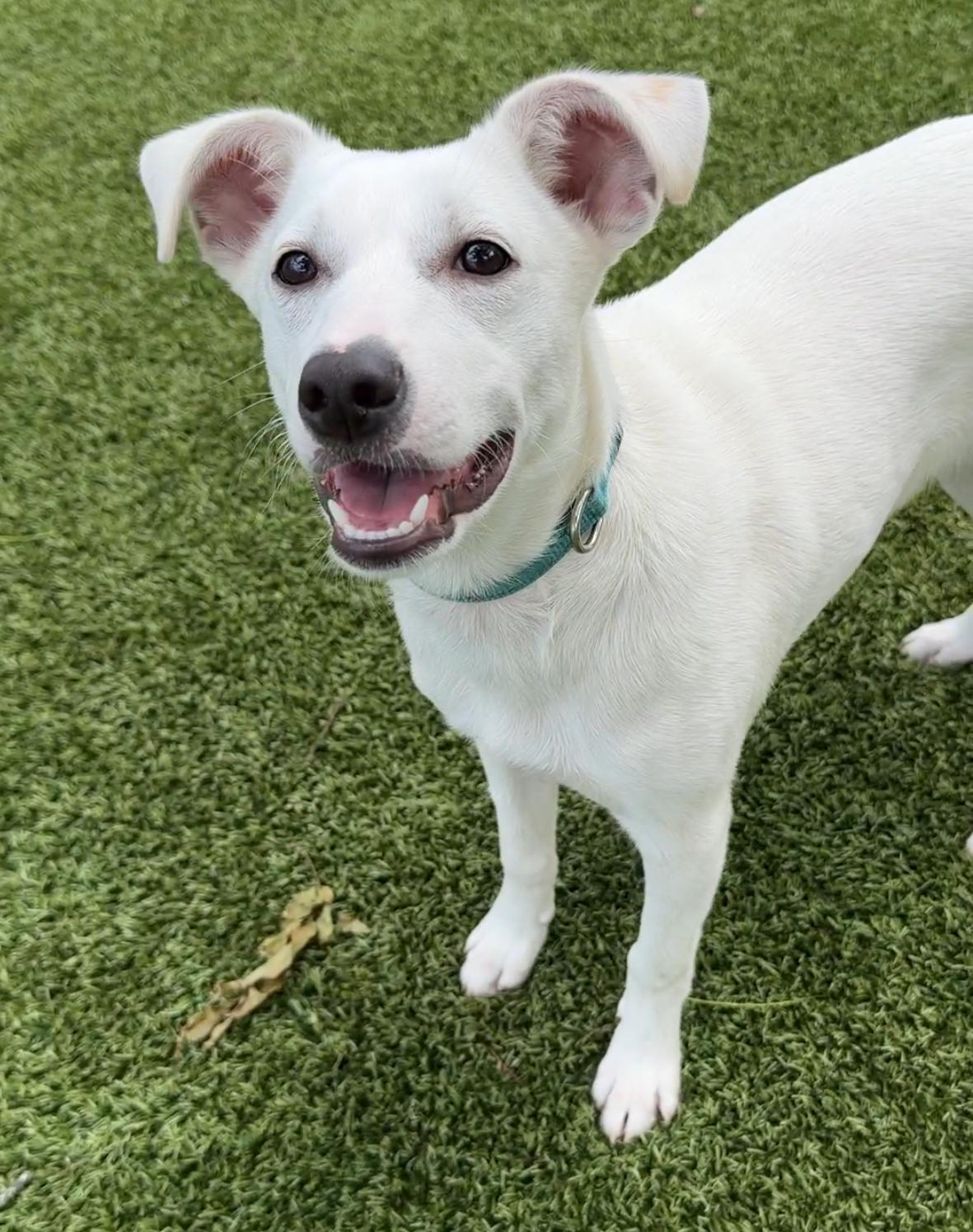 Enlarge Gaspar 9525, a ADOPTABLE mixed breed in Boca Raton, FL image 1/2