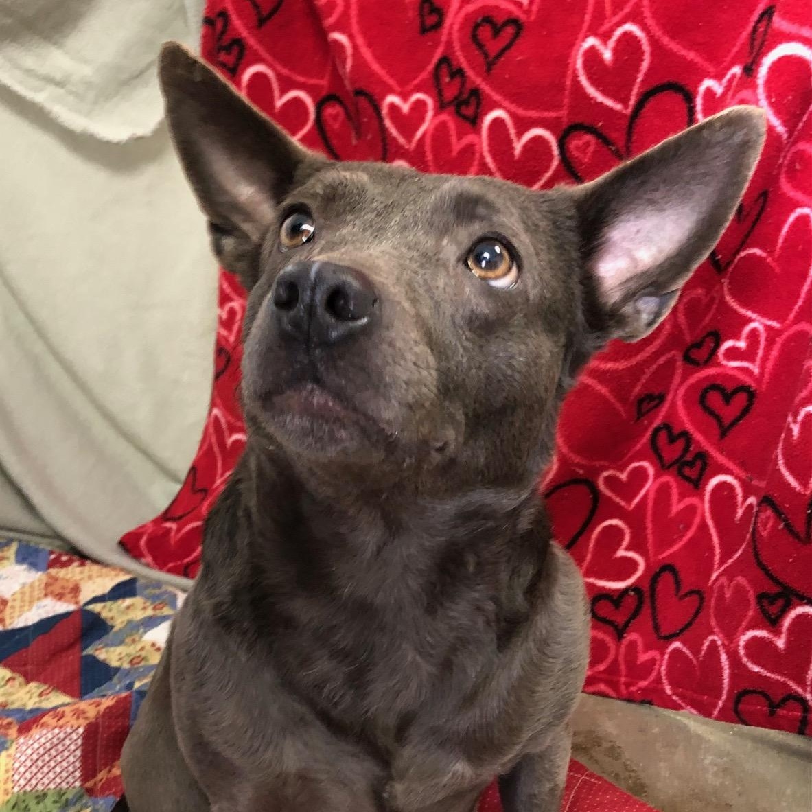 Stitch, Adoptable, Adult Female Mixed Breed.