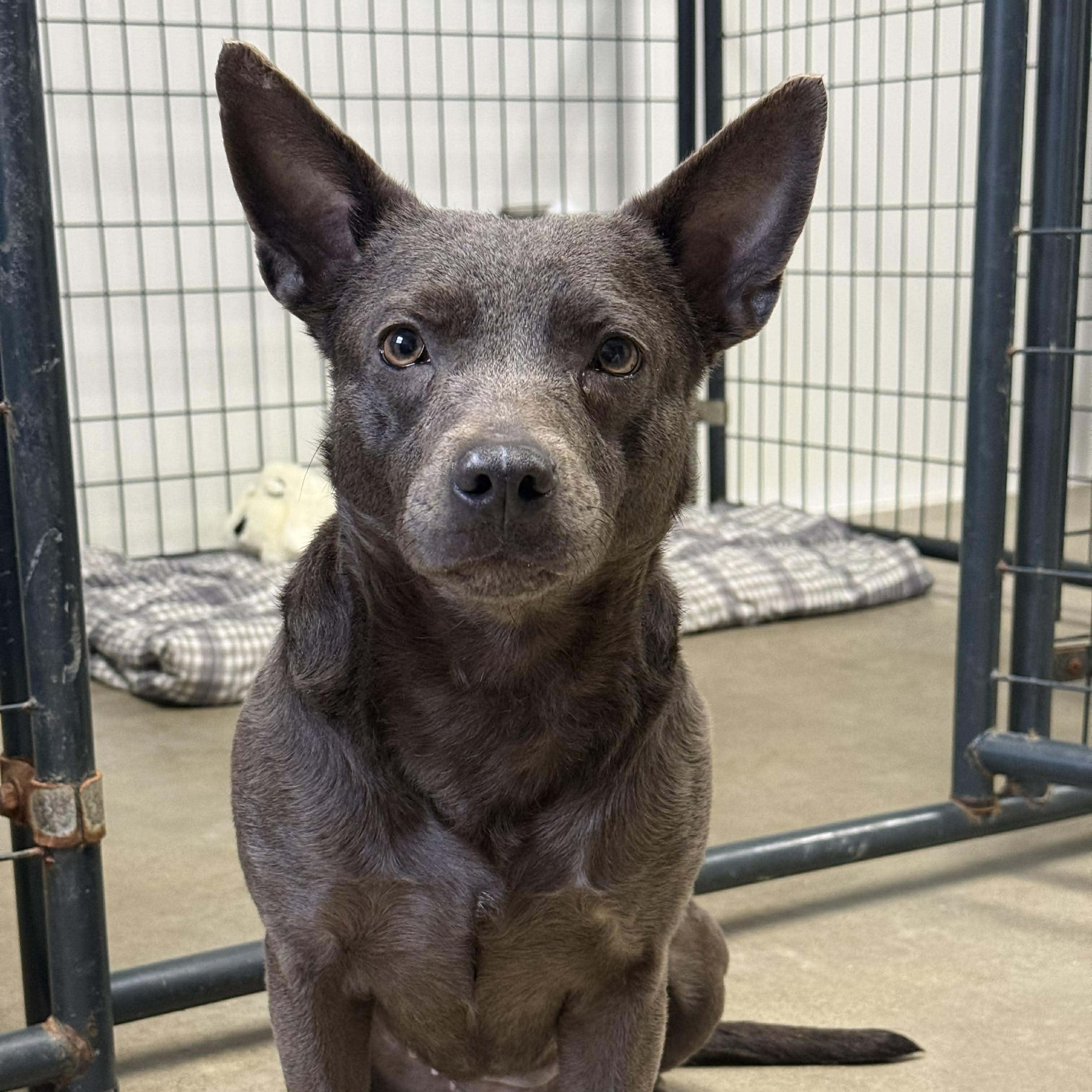 Enlarge Stitch, a Adoptable Mixed Breed in Archbold , OH image 2/2