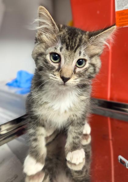 Enlarge Wormy, a Adoptable mixed breed in Fresno, CA image 1/3