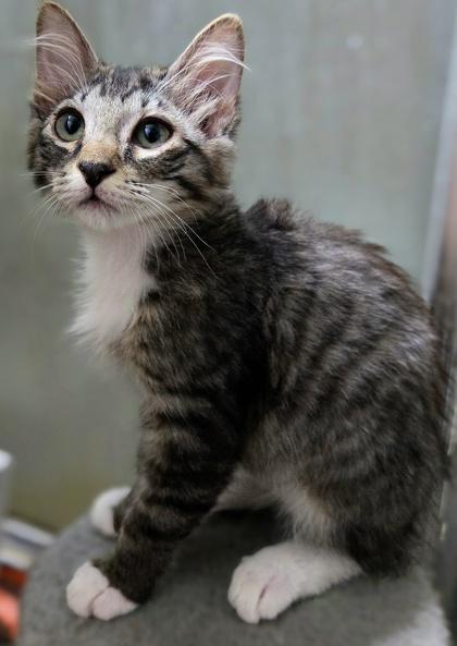 Enlarge Wormy, a Adoptable mixed breed in Fresno, CA image 2/3