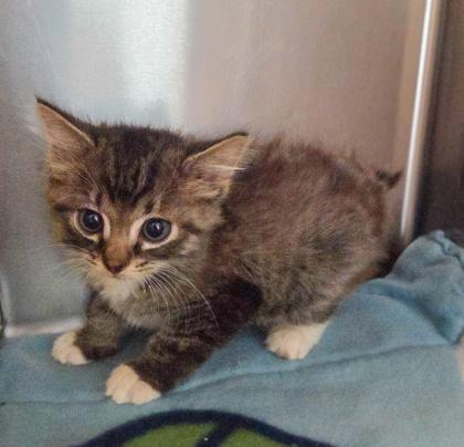 Enlarge Wormy, a Adoptable mixed breed in Fresno, CA image 3/3