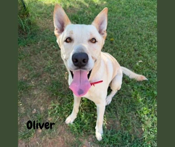 Enlarge Oliver, a Adoptable mixed breed in Shreveport, LA image 1/1