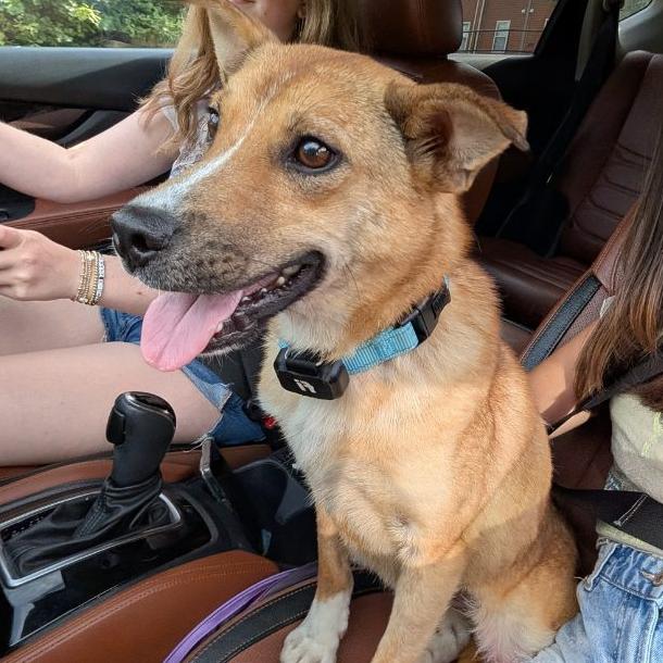 Pride, Adoptable, Adult Female Mixed Breed.