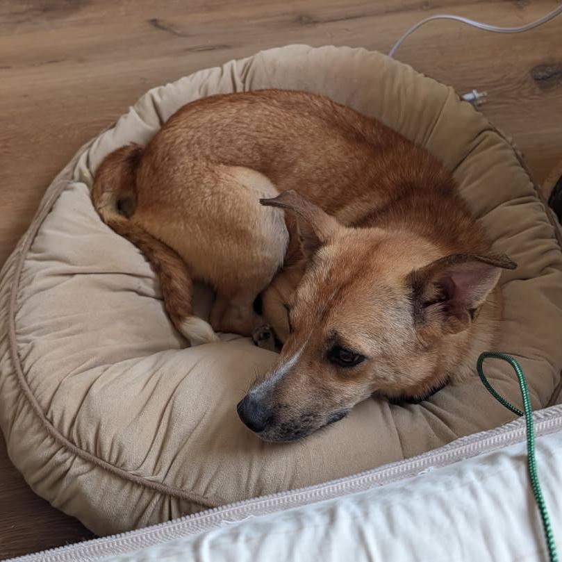 Enlarge Pride, a Adoptable Mixed Breed in Bentonville, AR image 2/4