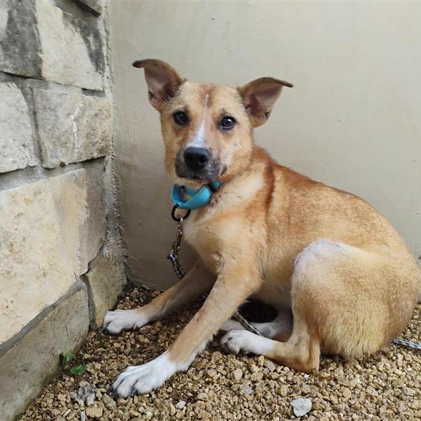 Enlarge Pride, a Adoptable Mixed Breed in Bentonville, AR image 3/4