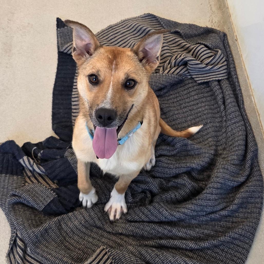 Enlarge Pride, a Adoptable Mixed Breed in Bentonville, AR image 4/4