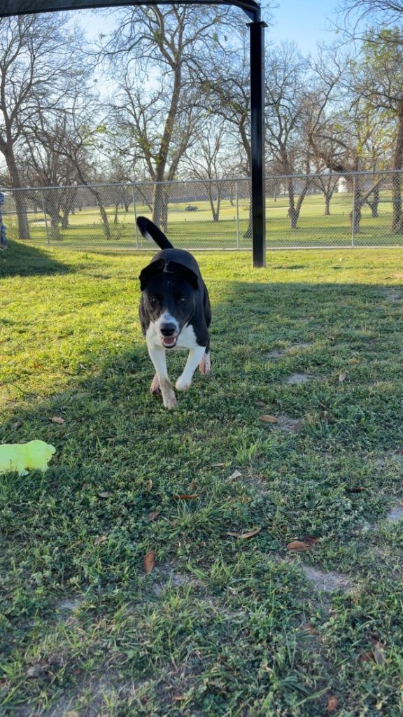 Dolly, Adoptable, Young Female Border Collie.