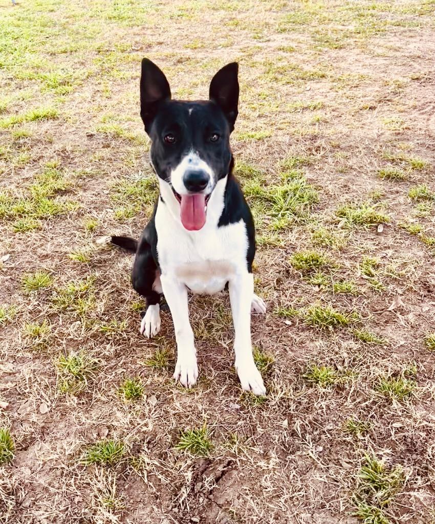 Dolly, Adoptable, Adult Female Border Collie.