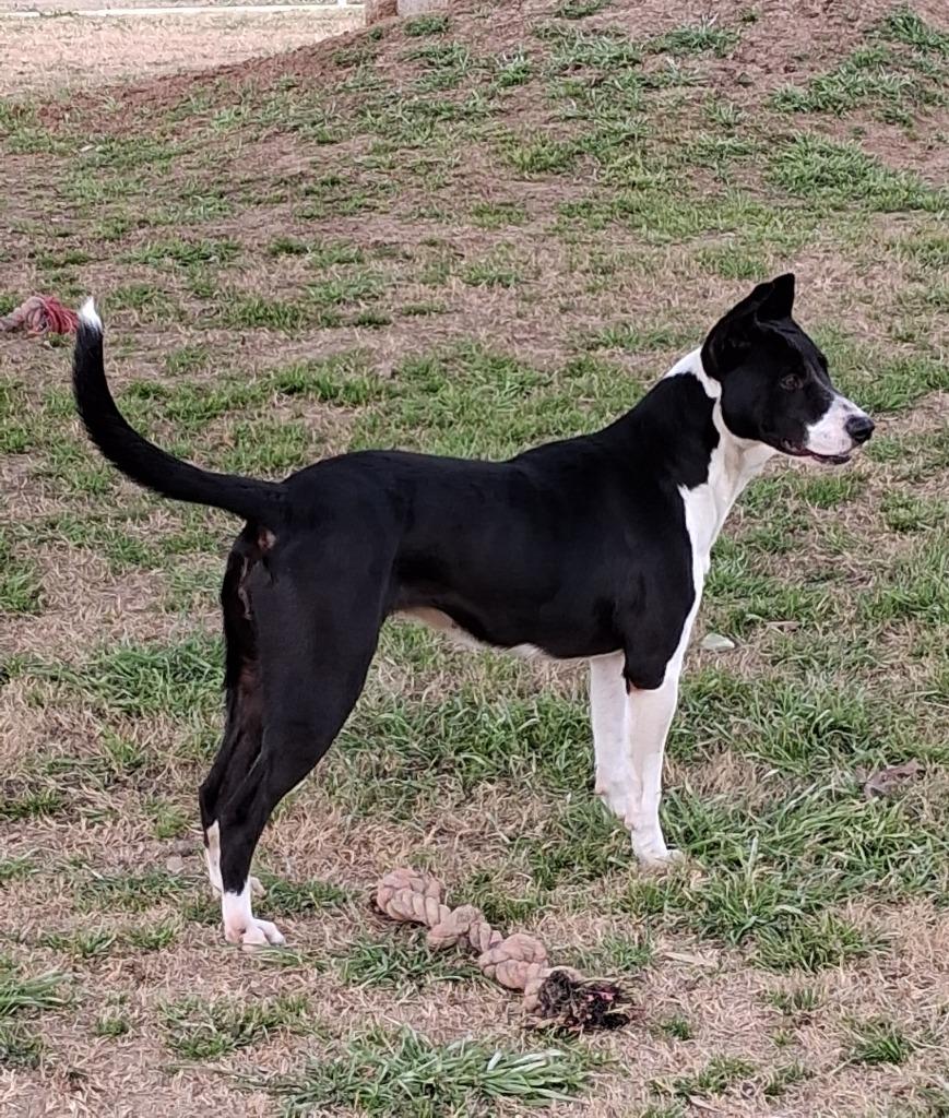 Dolly, a Adoptable mixed breed in Seguin, TX image 2/3