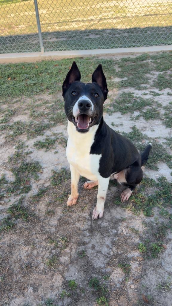 Enlarge Dolly, a Adoptable mixed breed in Seguin, TX image 4/6