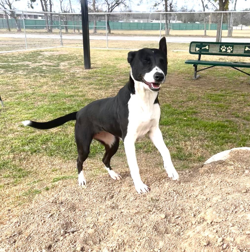 Dolly, a Adoptable mixed breed in Seguin, TX image 3/3