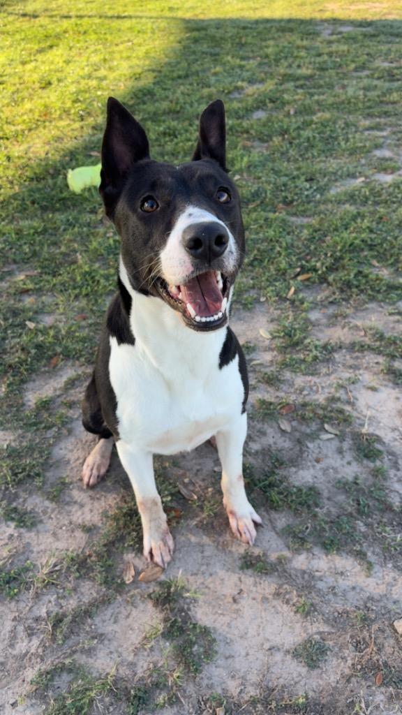 Enlarge Dolly, a Adoptable mixed breed in Seguin, TX image 6/6