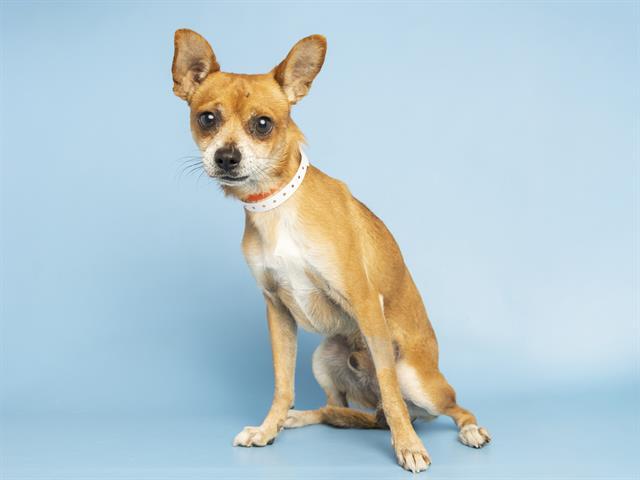 Enlarge DENJI, a Adoptable Chihuahua in Phoenix, AZ image 1/1