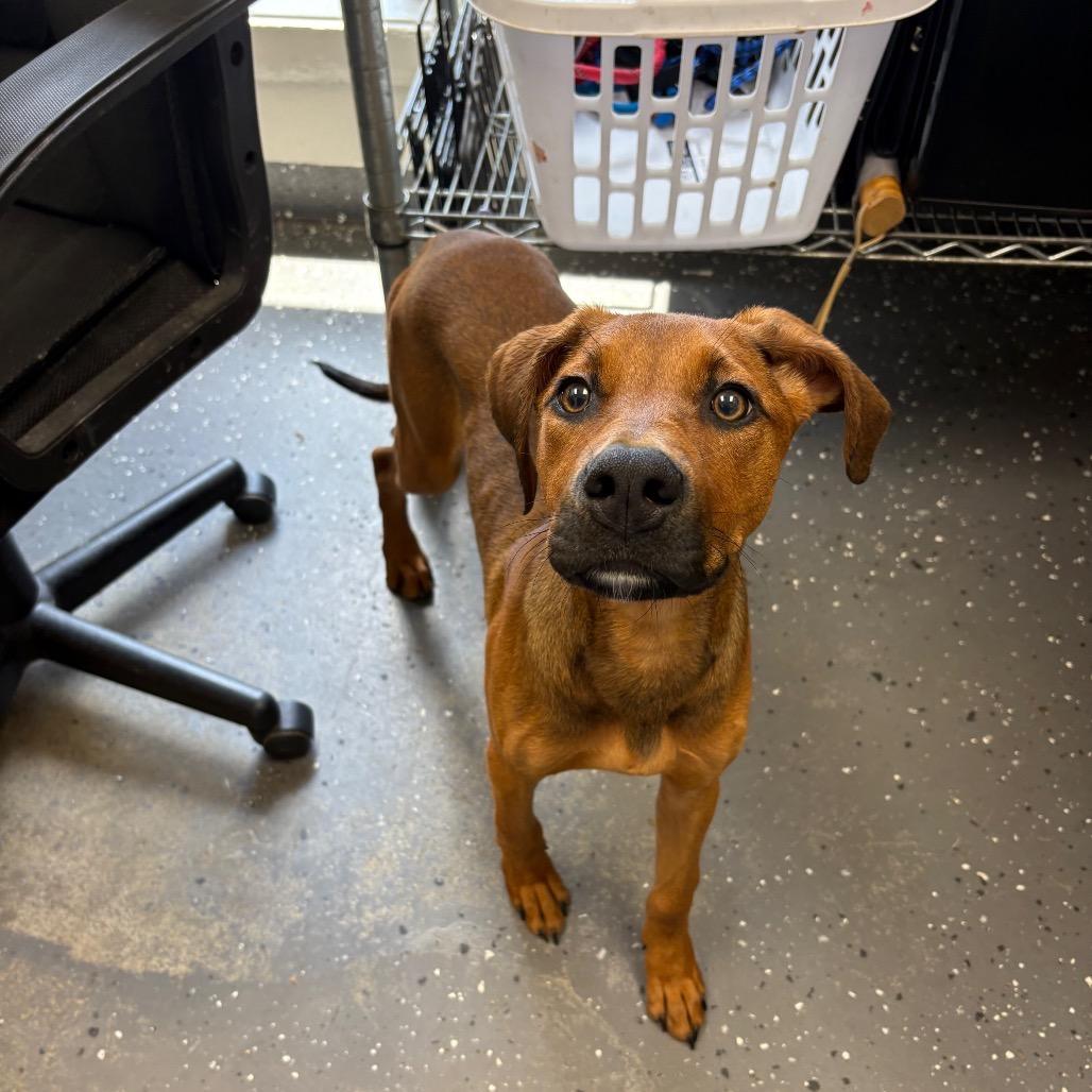 Patrica, Adoptable, Young Female Mixed Breed.