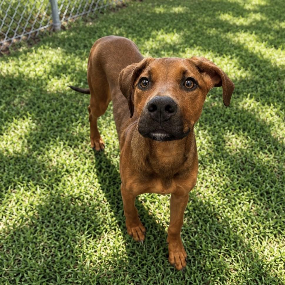 Patrica, Adoptable, Young Female Mixed Breed.