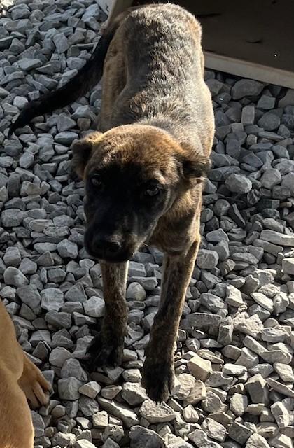 Kauai, ADOPTABLE, Young Female Shepherd.