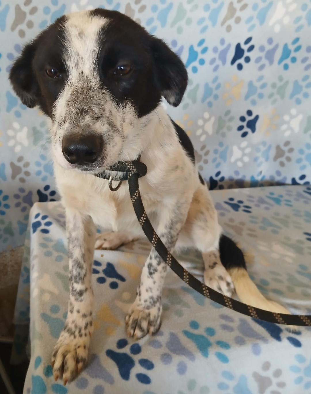 Enlarge Liz, a ADOPTABLE mixed breed in Mena, AR image 1/3